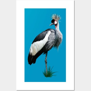 Black crowned crane Posters and Art